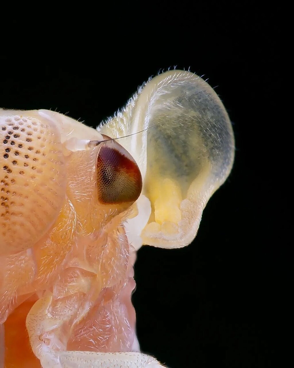 حشرهای که گوش هایی شبیه به انسان دارد