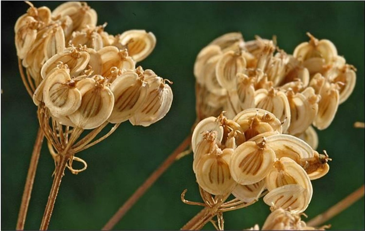 این گیاه شفابخش و درمانی کبدتان را پاکسازی میکند !