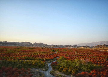 بزرگترین باغ زرشک دنیا در ایران + تصاویر | از خواص زرشک چه می‌ دانید ؟