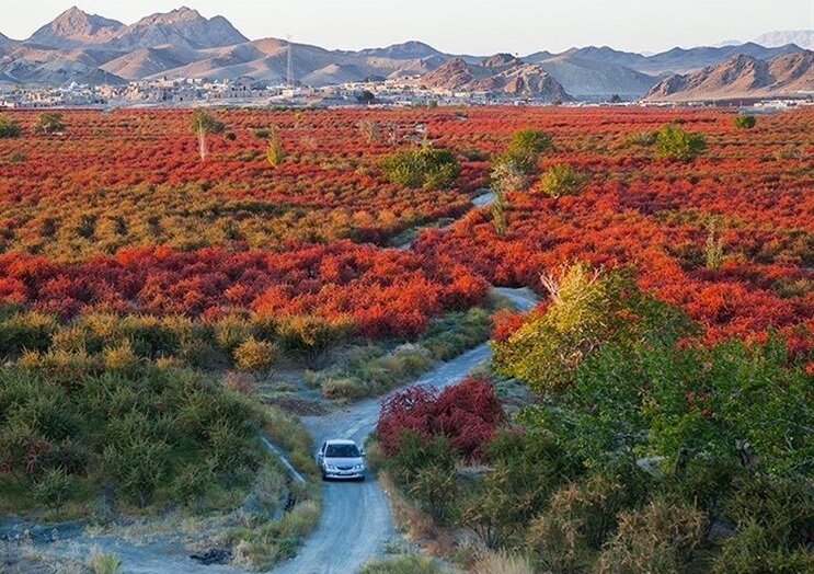 بزرگترین باغ زرشک دنیا در ایران + تصاویر | از خواص زرشک چه می‌ دانید ؟