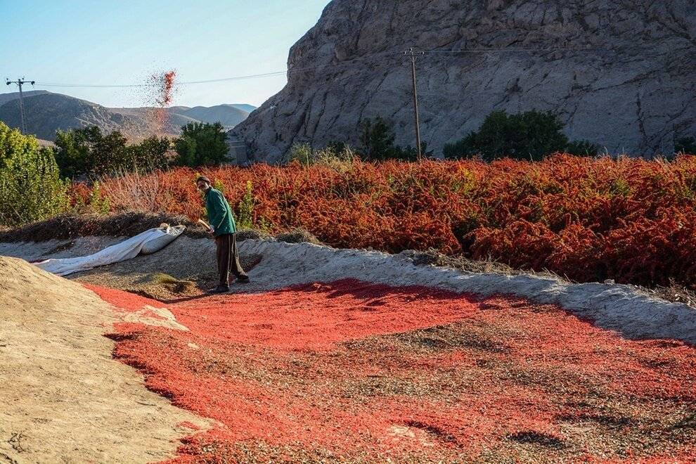 بزرگترین باغ زرشک دنیا در ایران + تصاویر | از خواص زرشک چه می دانید ؟