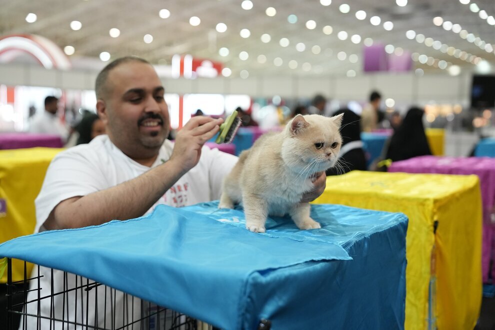 نخستین نمایشگاه بینالمللی گربه در عربستان | عکس