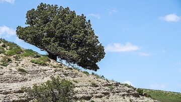 شناسایی یک درخت با عمر بیش از ۱۶ قرن در ایران + درخواست مهم از مردم