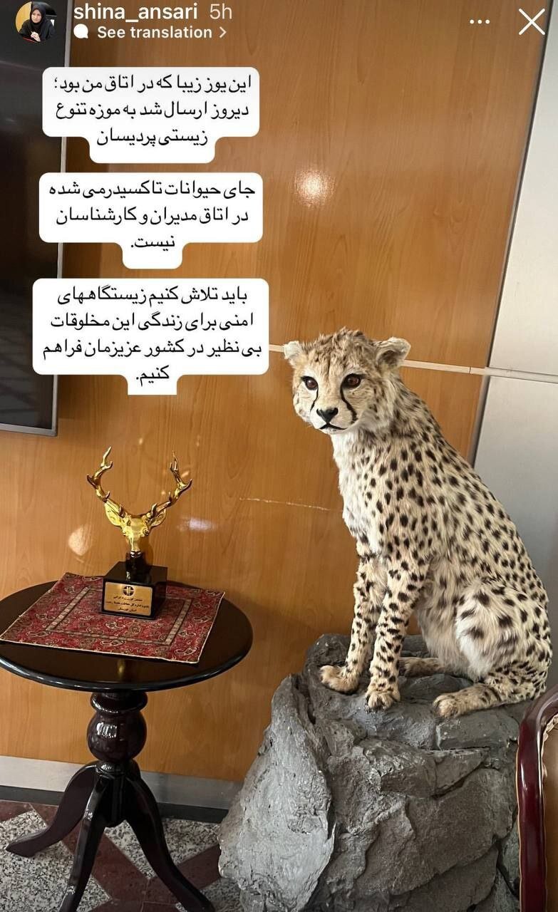 انتقال تاکسیدرمی یوز از اتاق معاون رئیسجمهور | عکس