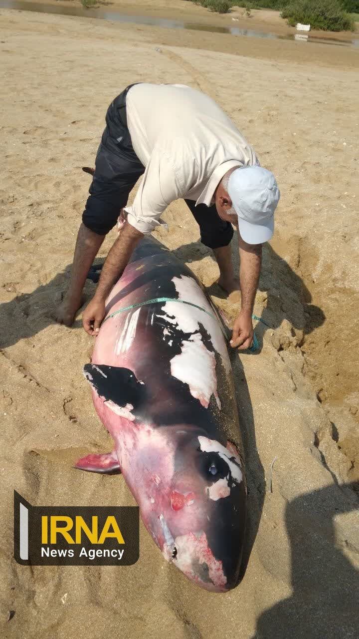 لاشه نهنگ کوتوله در آب های جزیره قشم کشف شد
