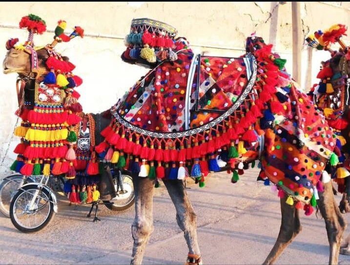 اجاره شتری | درباره بازار متفاوت و عجیب اجاره گران قیمت شترها