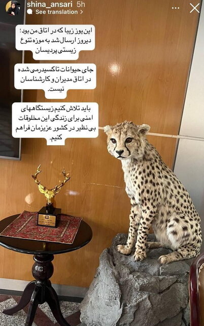 یوزپلنگ خارج شده از اتاق رییس «پیروز» بود؟ | چند یوزپلنگ تاکیدرمی شده در ایران وجود دارد؟