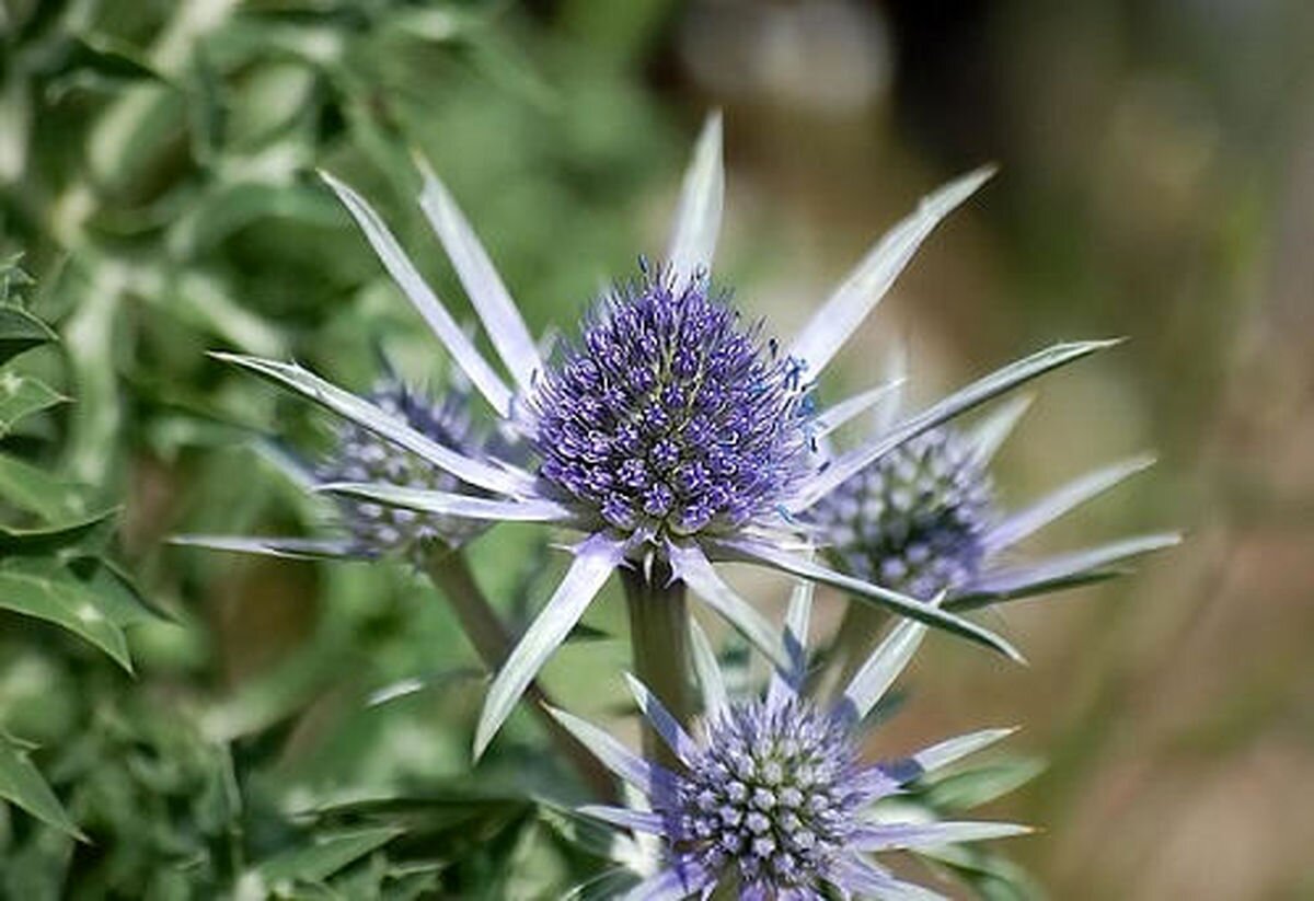 بهترین عرقیات گیاهی برای کاهش قند خون + نحوه مصرف