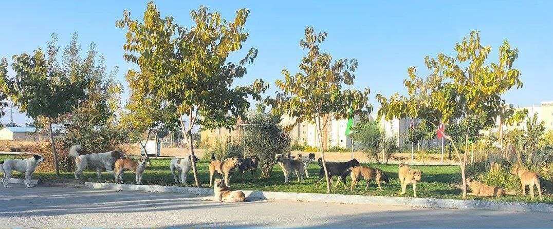 تصویری نگران‌ کننده از تجمع سگ‌های ولگرد | این نکات را درباره سگ گزیدگی بدانید