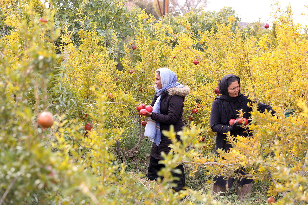 جشن شکرگذاری برداشت میوه بهشتی در ایران | انار چطور گردشگران با جذب می کند؟ انارچینی