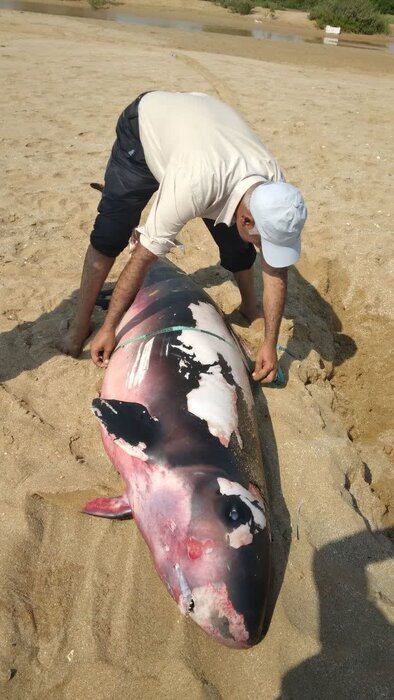 جنازه کوچکترین قاتل رفیقباز چطوری به ساحل قشم آمد؟