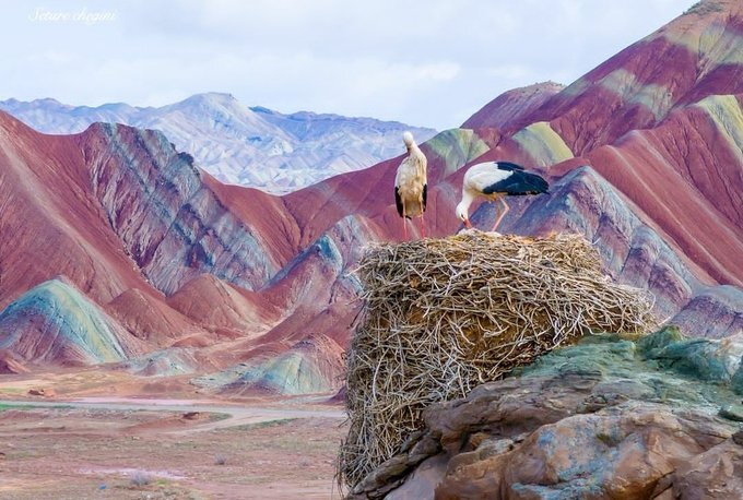 تصویری جذاب از لکلکهای مهاجر در کوه های رنگی ماه نشان