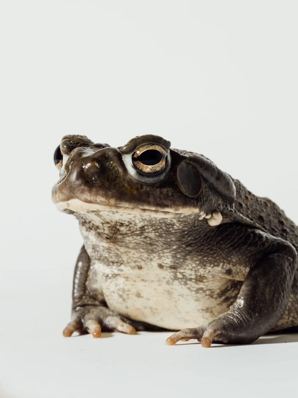 گرانترین مبارزه تاریخ! + ساعت برگزاری | روایت عجیب مایک تایسون از الهام بخشی با مصرف سم وزغ مکزیکی!