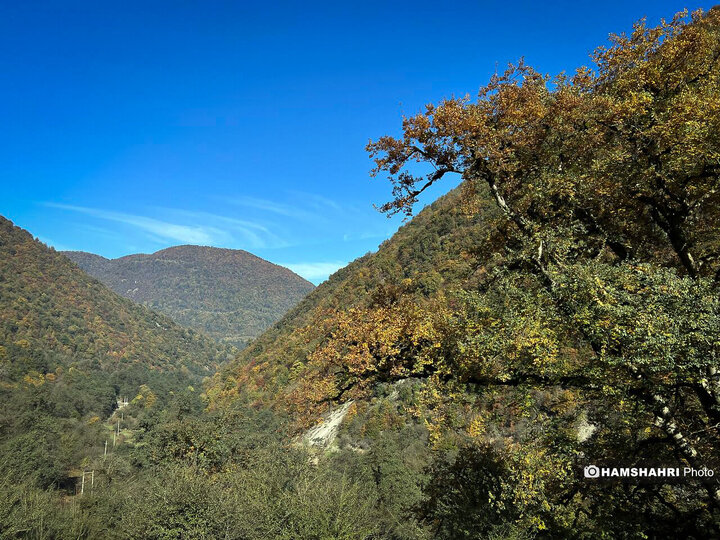 تصاویر زیبای جنگل واز آمل