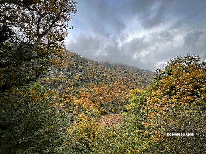 تصاویر زیبای جنگل واز آمل