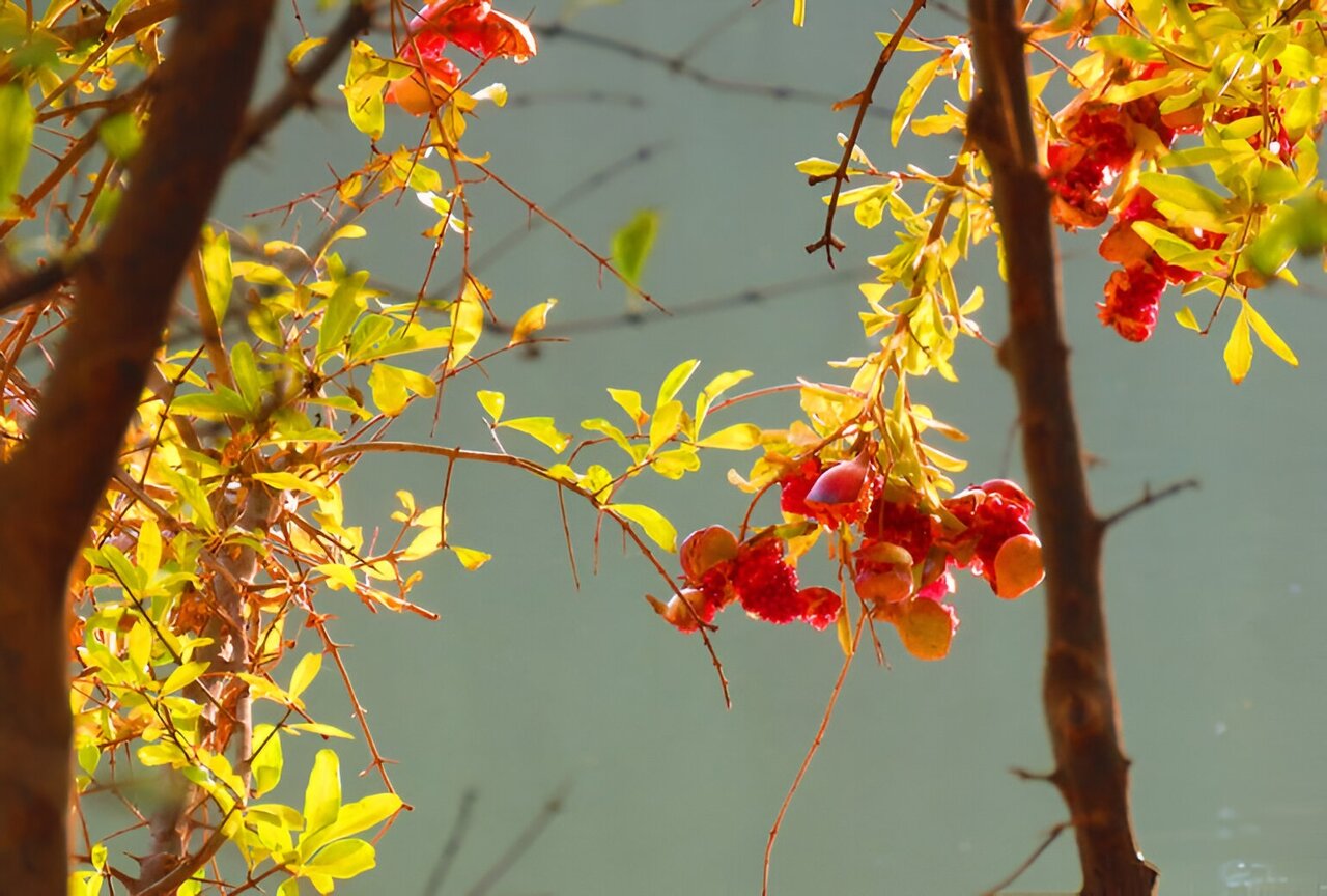 گشت و گذار از ارتفاعات جنگلی خزر تا باغ میوه های بومی
