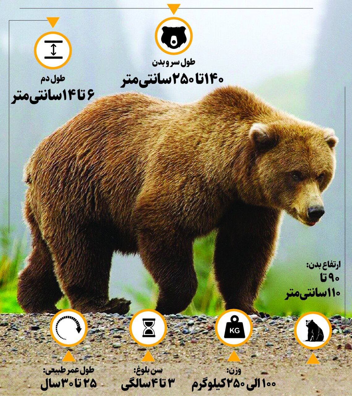 چرا خرس ها در این فصل عصبانی تر شدهاند | ماجرای حمله خرس در جاده چالوس چه بود؟