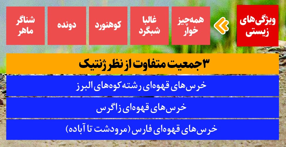 چرا خرس ها در این فصل عصبانی تر شدهاند | ماجرای حمله خرس در جاده چالوس چه بود؟