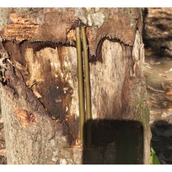 روش جدید سودجویان برای خشکاندن درختان + ویدئو | تصاویری از پانسمان درختان مصدوم جنگلهای هیرکانی