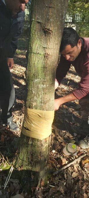 روش جدید سودجویان برای خشکاندن درختان + ویدئو | تصاویری از پانسمان درختان مصدوم جنگلهای هیرکانی