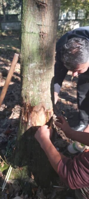 روش جدید سودجویان برای خشکاندن درختان + ویدئو | تصاویری از پانسمان درختان مصدوم جنگلهای هیرکانی