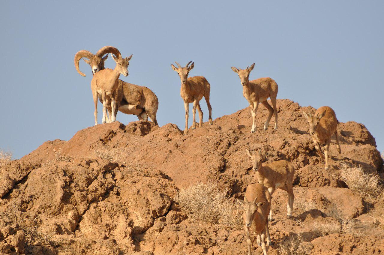 «آفریقای ایران» زیر تیغ شمشیر دولبه یک طرح | نمونه های موفق جهانی برای اجرای طرح گردشگری در پارک ملی کویر