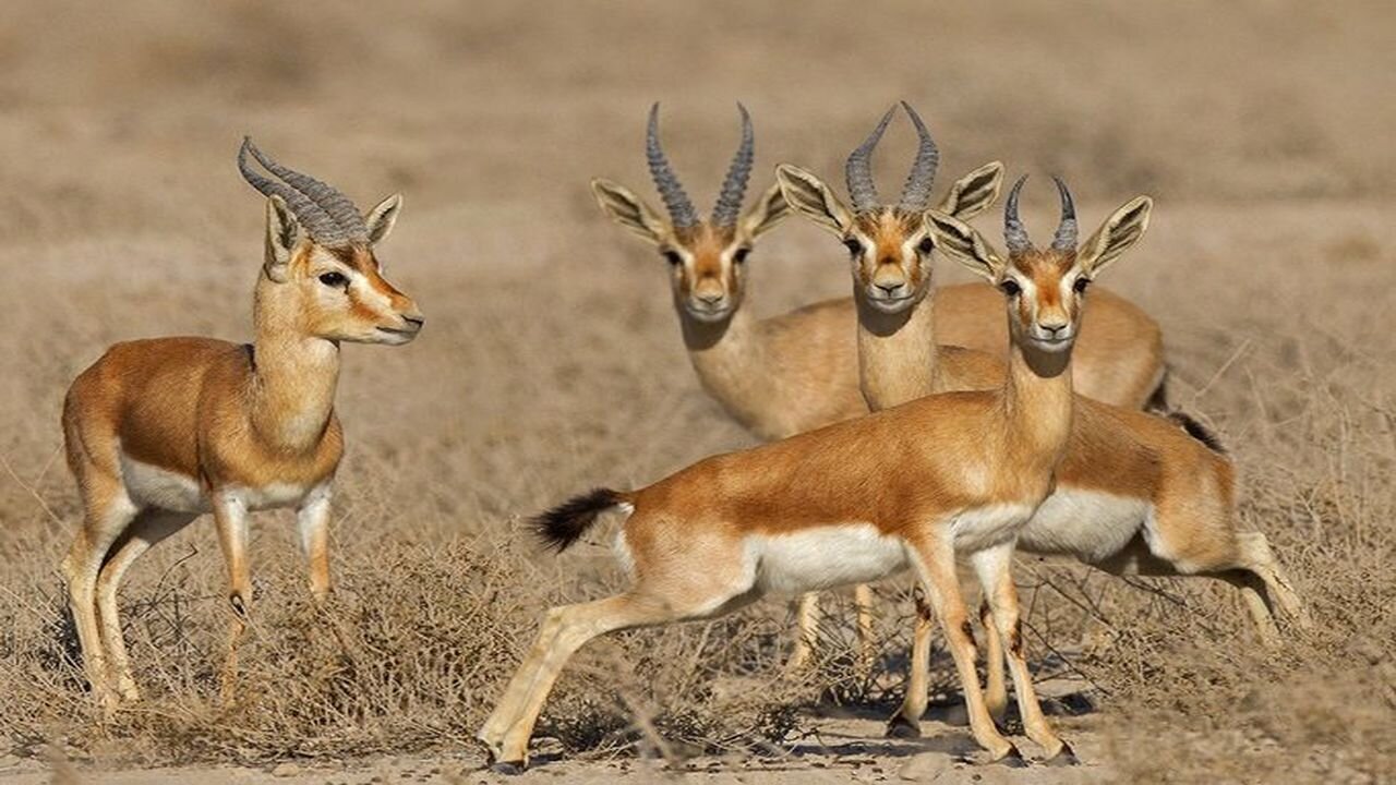 «آفریقای ایران» زیر تیغ شمشیر دولبه یک طرح | نمونه های موفق جهانی برای اجرای طرح گردشگری در پارک ملی کویر