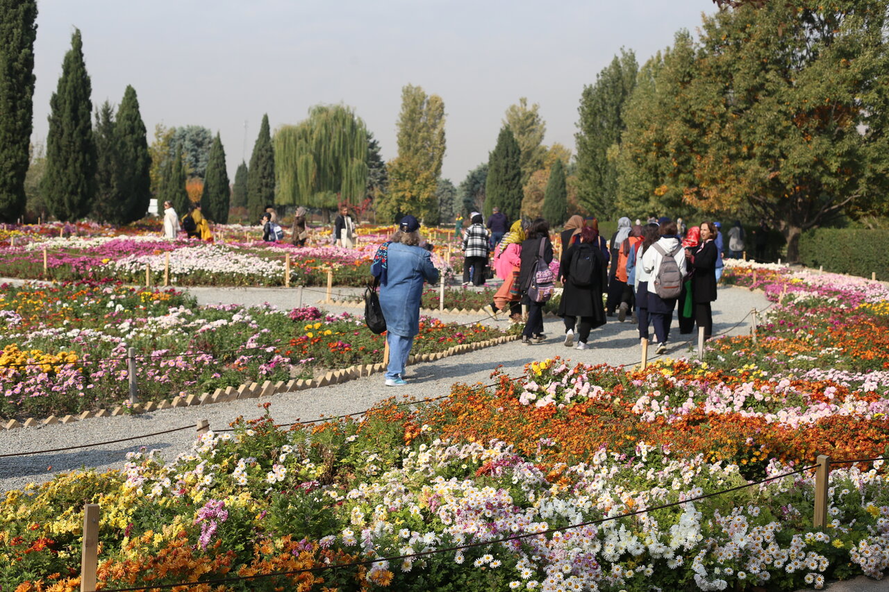 هشتمین جشنواره گلهای داوودی در باغ ملی گیاهشناسی برپاست