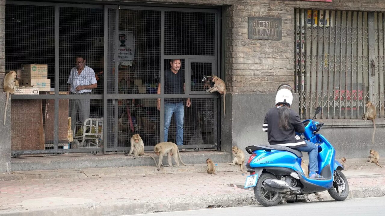 میمونها پاسگاه پلیس را فتح کردند