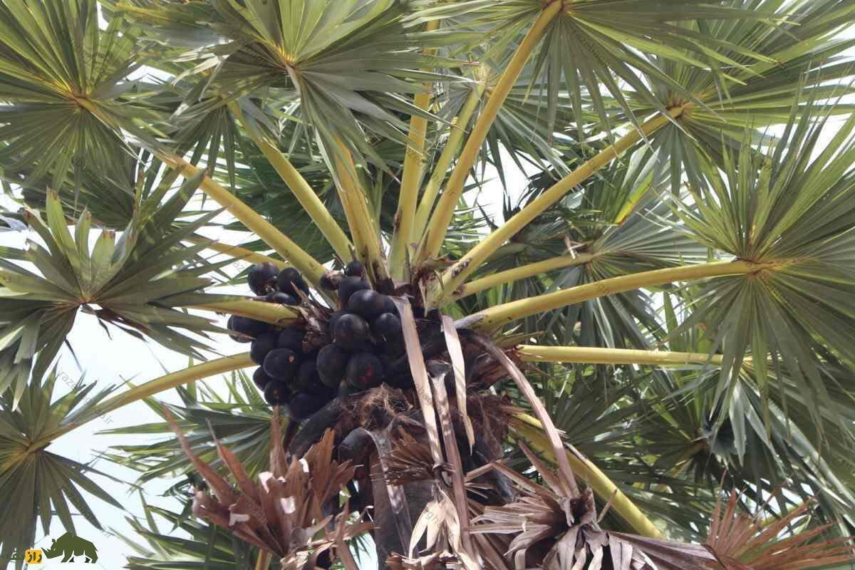 پالمیرا؛ سوپر میوهای برای درمان چاقی