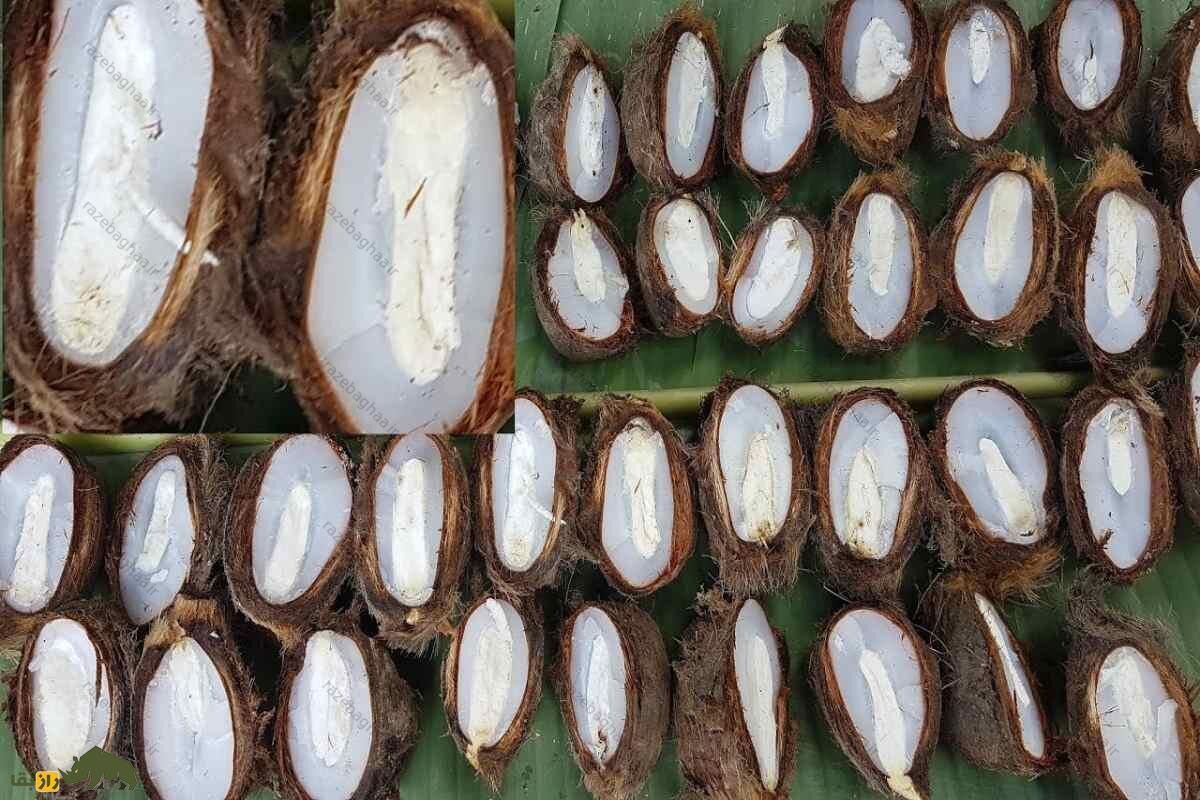 پالمیرا؛ سوپر میوهای برای درمان چاقی