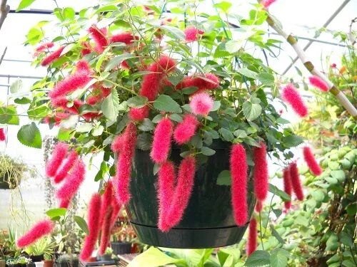 گلی زیبا که برای داخل حمام مناسب است + روش نگهداری آکالیفا گلی زیبا که برای داخل حمام مناسب است + روش نگهداری آکالیفا