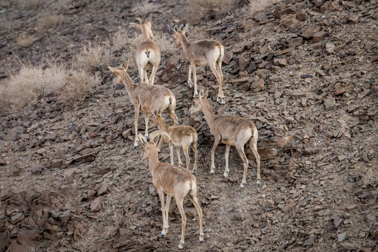 تهران فقط آلودگی و ترافیک ندارد؛ گنجینه حیات وحش پایتخت را بشناسید | حیوانات کمیابی که در طبیعت استان تهران زندگی میکنند