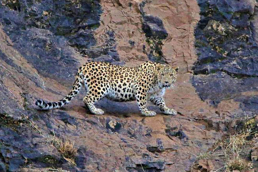 تهران فقط آلودگی و ترافیک ندارد؛ گنجینه حیات وحش پایتخت را بشناسید | حیوانات کمیابی که در طبیعت استان تهران زندگی میکنند