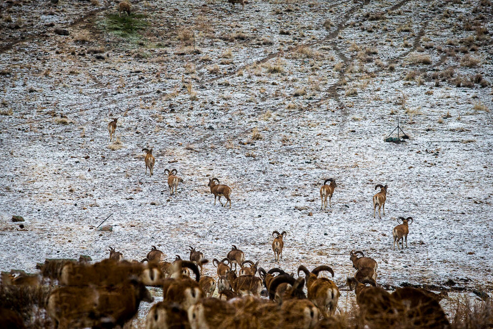 تهران فقط آلودگی و ترافیک ندارد؛ گنجینه حیات وحش پایتخت را بشناسید | حیوانات کمیابی که در طبیعت استان تهران زندگی میکنند
