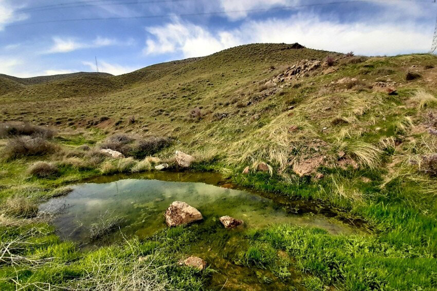 تهران فقط آلودگی و ترافیک ندارد؛ گنجینه حیات وحش پایتخت را بشناسید | حیوانات کمیابی که در طبیعت استان تهران زندگی میکنند