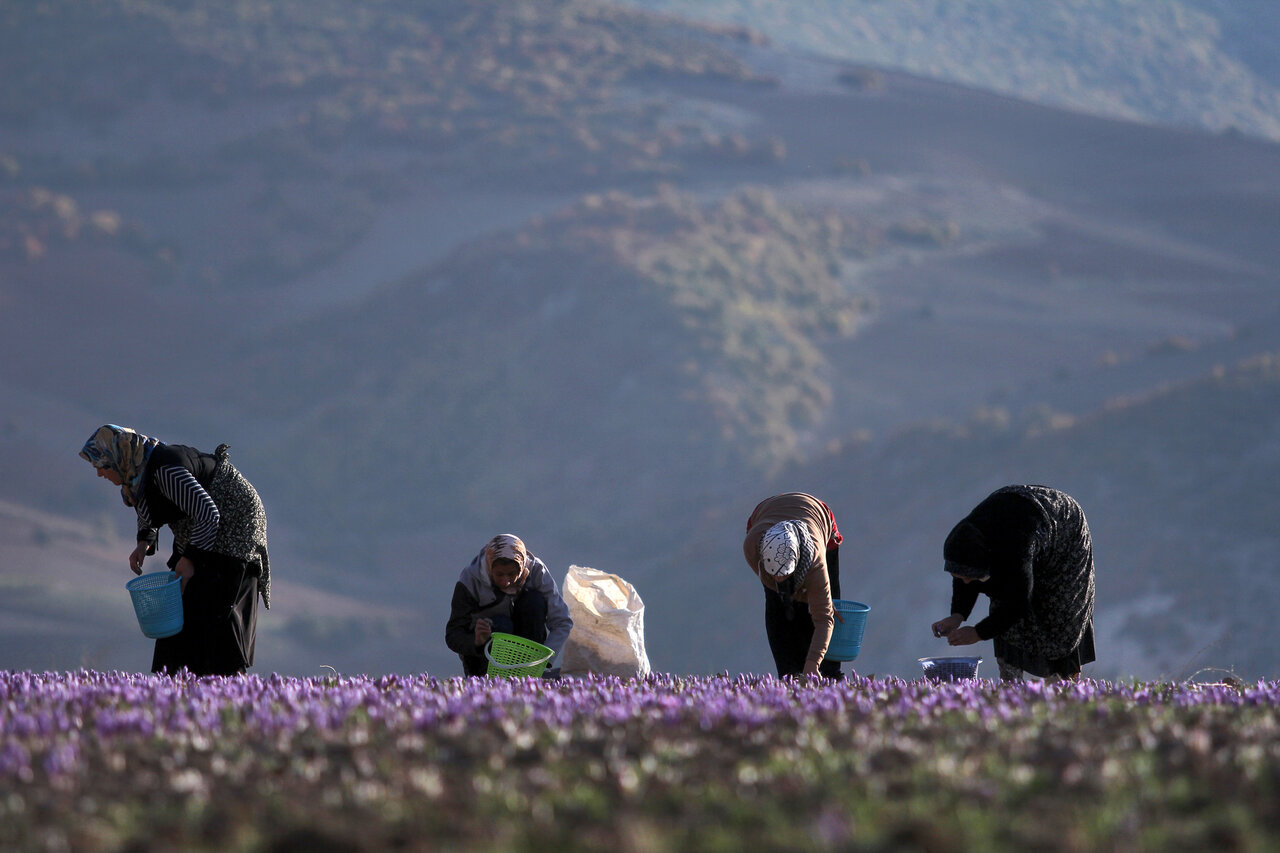 زعفران