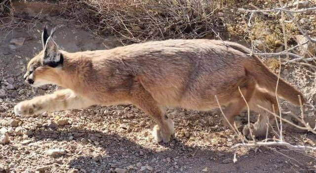 تخریب کارخانه زغالگیری در جنگلهیرکانی | این کارخانه غیرمجاز با کارگران اتباع کار میکرد