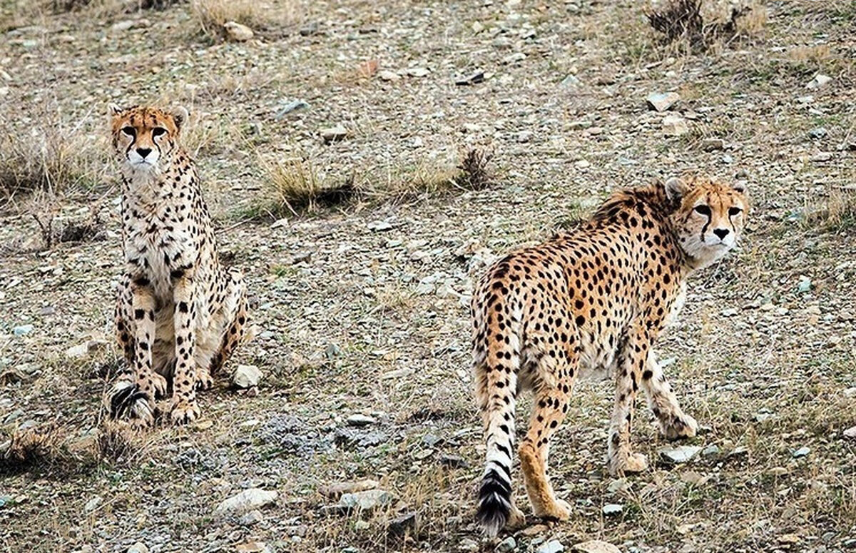 تخریب کارخانه زغالگیری در جنگلهیرکانی | این کارخانه غیرمجاز با کارگران اتباع کار میکرد