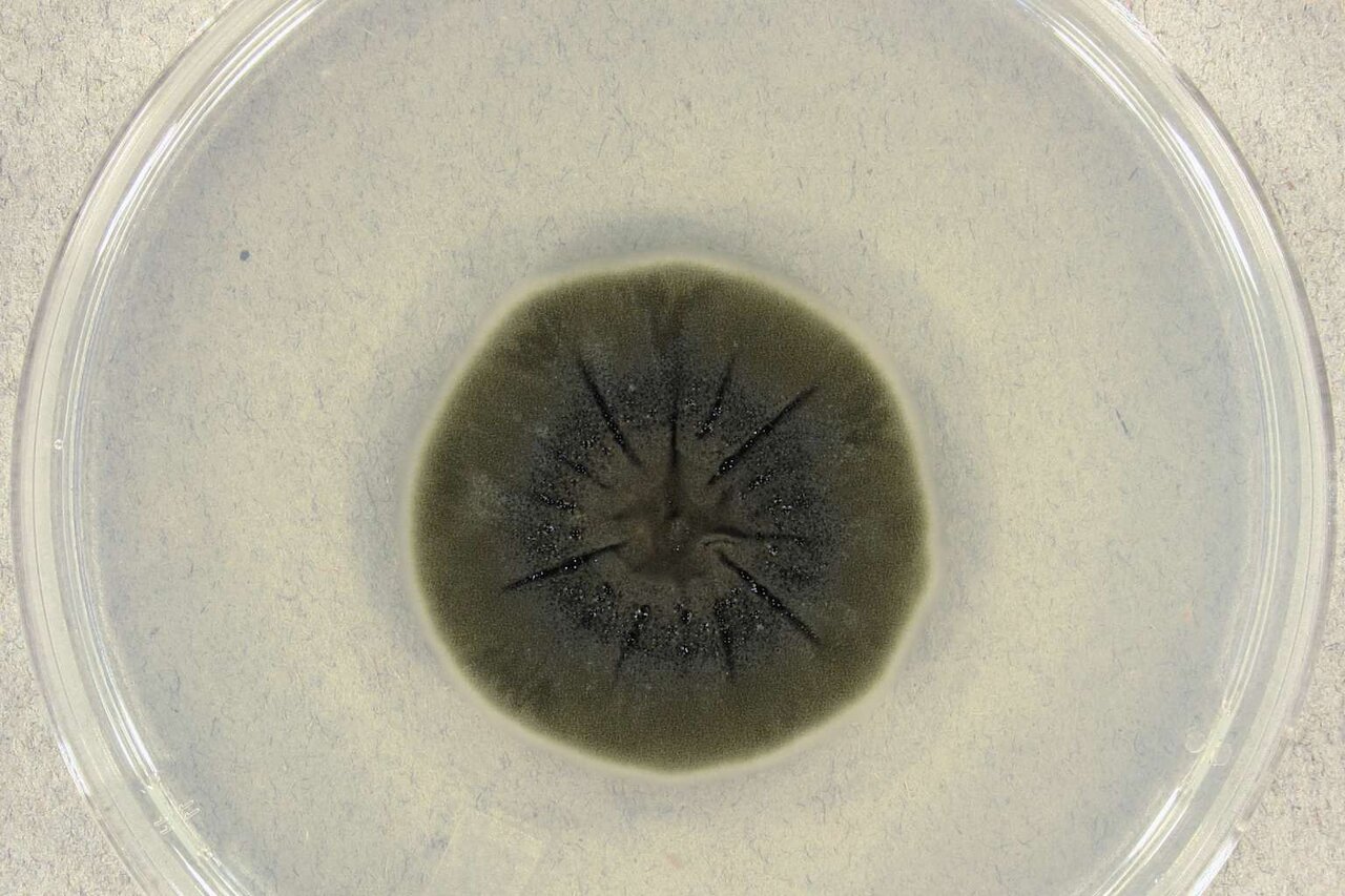 قارچهایی که در تشعشعات چرنوبیل رشد میکنند!