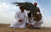 تفریح شیخ نشین‌ها با الماس کویر ایران | گردش مالی ۴۰ میلیون دلاری قاچاق هوبره | قوش‌بازان هوبره را چند می‌خرند؟