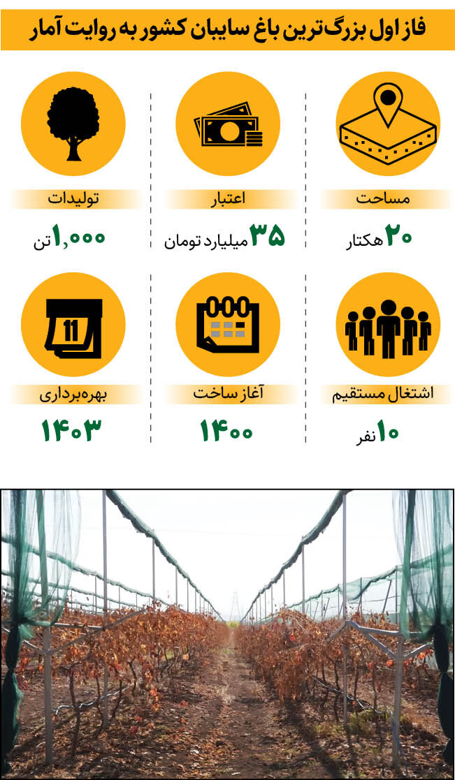 بزرگترین باغ سایبان کشور اینجا ساخته شد |  قدم زدن بین درختان میوه