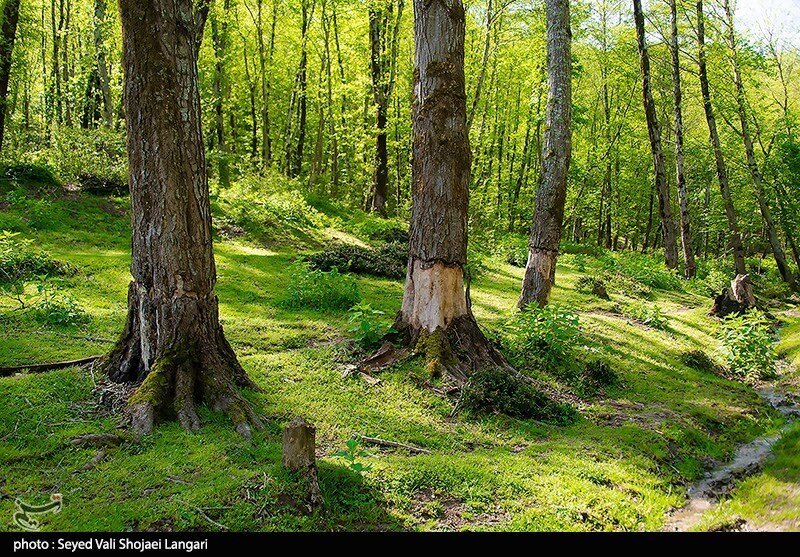 قاچاقچیان چوب با کت‌زنی به جان درختان جنگل‌های هیرکانی افتادند + ویدئو | این شیوه جدید را ببینید