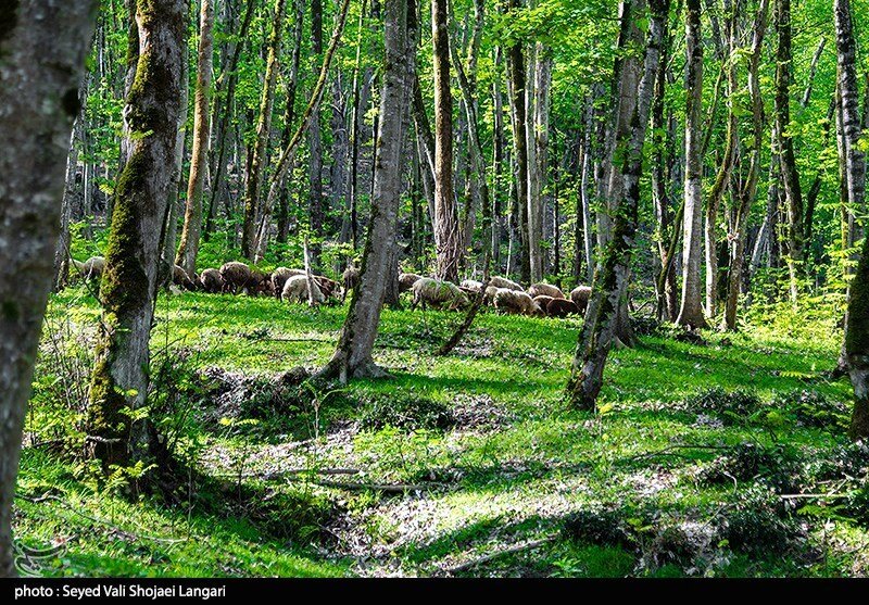 قاچاقچیان چوب با کت‌زنی به جان درختان جنگل‌های هیرکانی افتادند + ویدئو | این شیوه جدید را ببینید