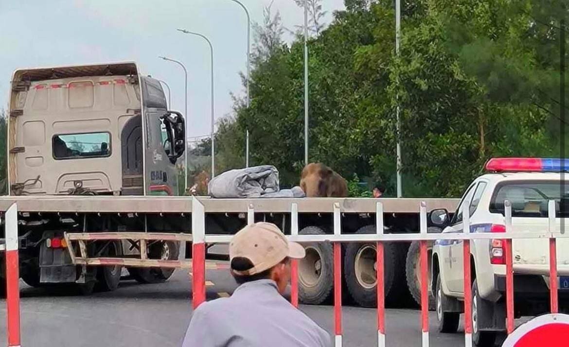 این فیل یک جاده را به تنهایی بست! | تصاویر