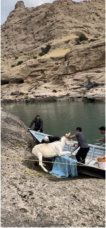 پشتپرده کلیپ نجات یک الاغ که جنجالی شد| عملیات ویژه برای نجات الاغ سرگردان