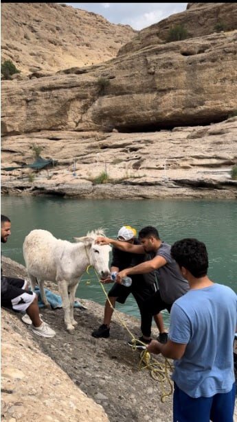 پشتپرده کلیپ نجات یک الاغ که جنجالی شد| عملیات ویژه برای نجات الاغ سرگردان