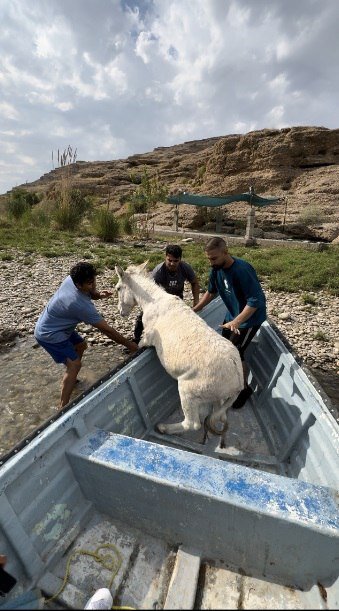 پشتپرده کلیپ نجات یک الاغ که جنجالی شد| عملیات ویژه برای نجات الاغ سرگردان