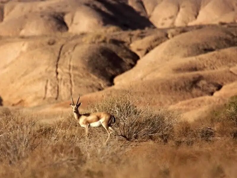 سفر ۲ ساعته از ایران به آفریقا