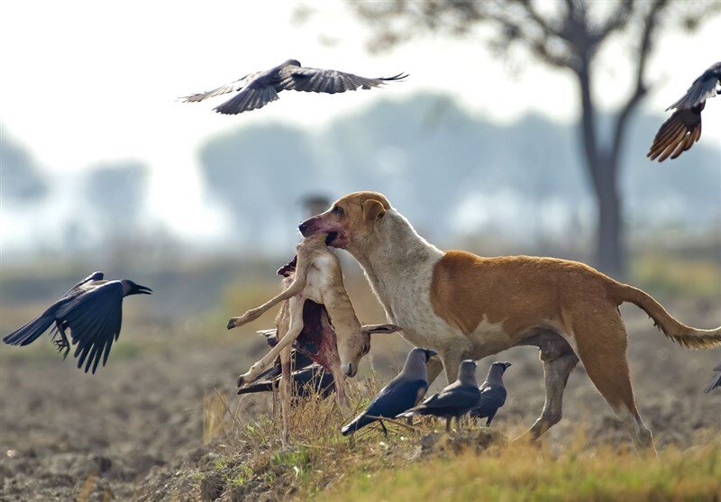 رد پای سگها در انقراض ۱۱ گونه جانوری | بزرگترین دشمن حیات وحش کیست؟ سگ ولگرد - سگ بلاصاحب - سگ پرسه زن